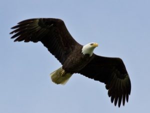 bald_eagle_adult